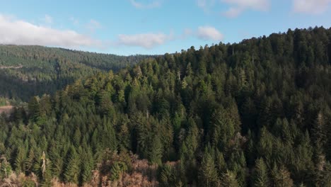 Drone-aerial-view-flying-over-redwood-trees-in-northern-california