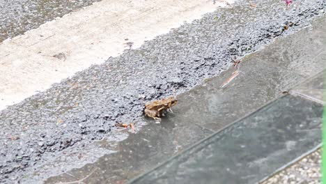 a frog hops across a wet road