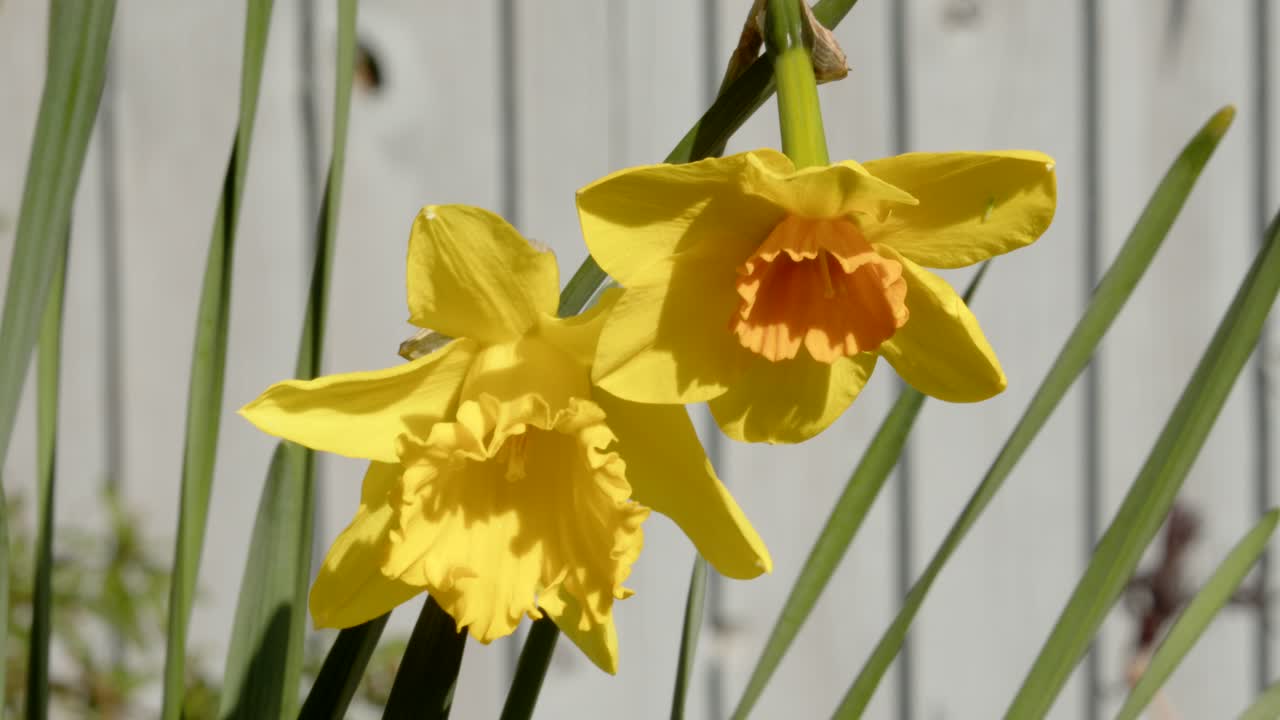 To påskeliljer og narcisser med trompetblomster.