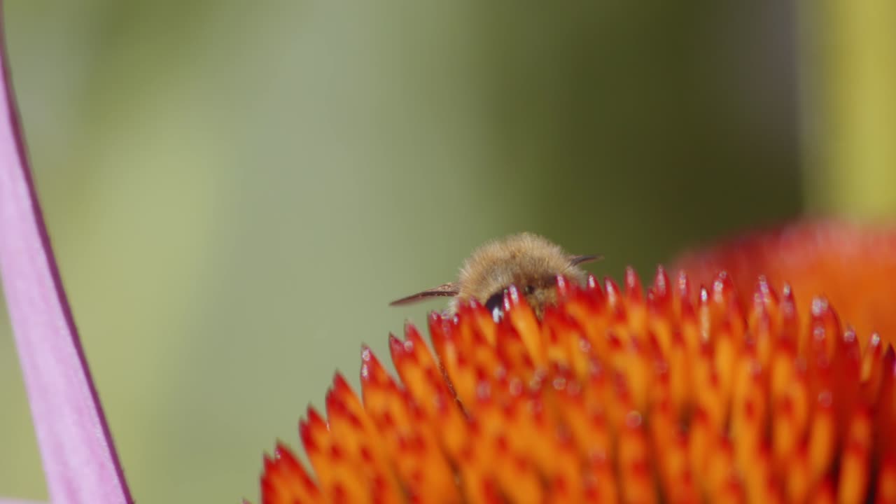 un primerísimo plano de la abeja melífera recogiendo polen de una flor de cono naranja