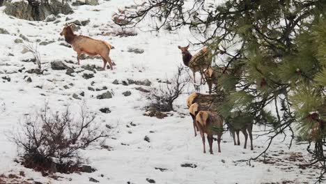 a group of elk wapiti deers in frozen nature of boise national forest, idaho, united states