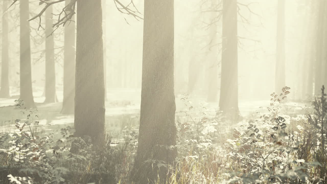 첫 번째 눈과 함께 추운 겨울 구름이 많은 날에 숲에서 안개