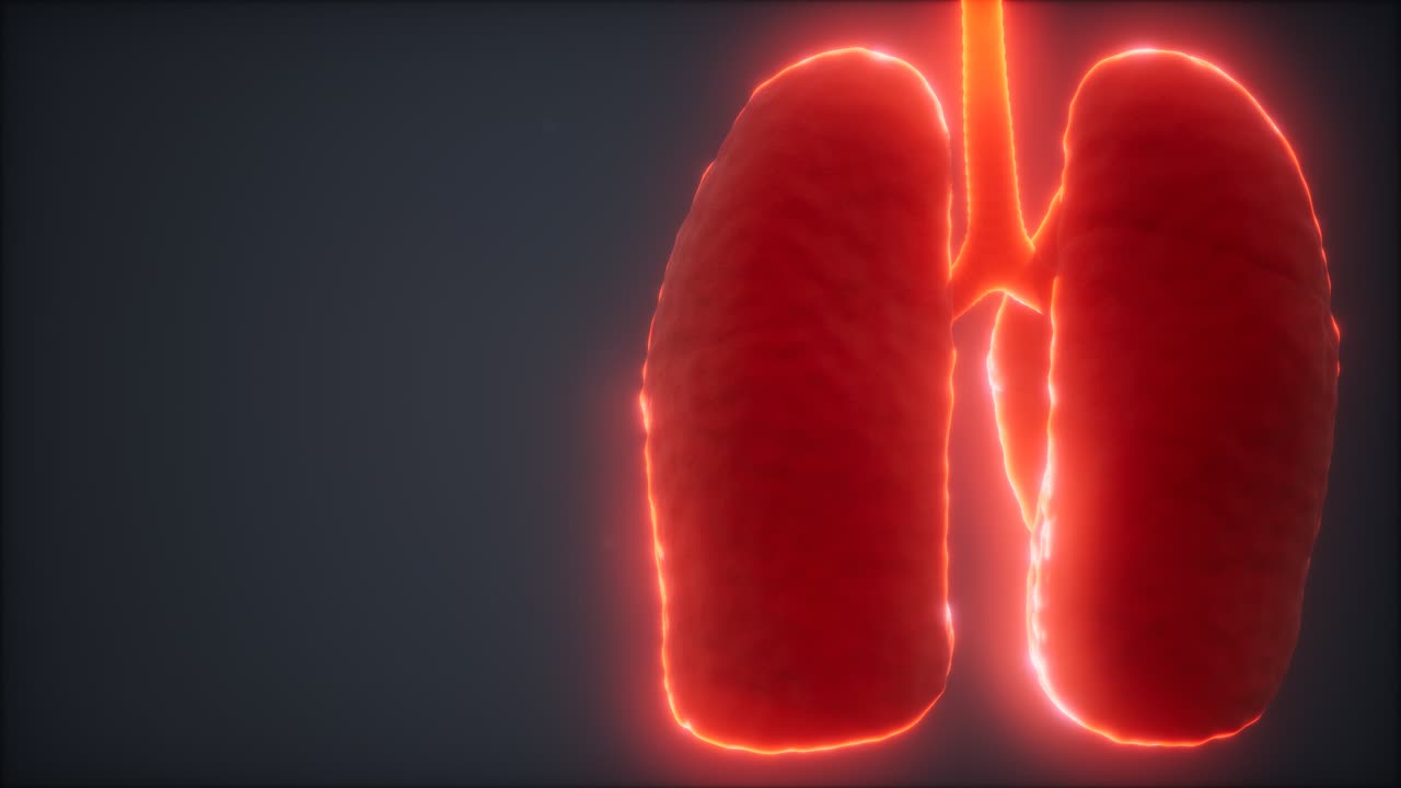 animación médicamente precisa del pulmón humano en bucle 3d