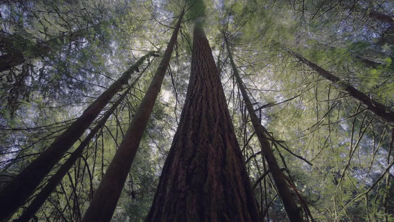 Angolazione ampia e bassa di una fitta foresta primordiale con alti abeti di Douglas.