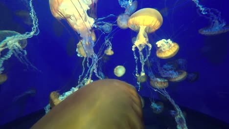 jellyfish with long stinging tentacles floating in the blue ocean seawater