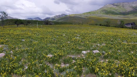 yellow summer wildflowers on grassy hill plains of eden utah