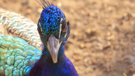 Der-Indische-Pfau-(Pavo-Cristatus),-Auch-Gemeiner-Pfau-Oder-Blauer-Pfau-Genannt,-Ist-Eine-Auf-Dem-Indischen-Subkontinent-Beheimatete-Pfauenart.