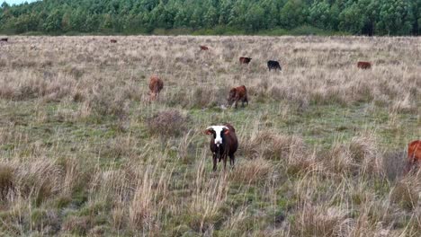 forward drone flight above a group of cows on a grassland, green forest in the background in slow motion