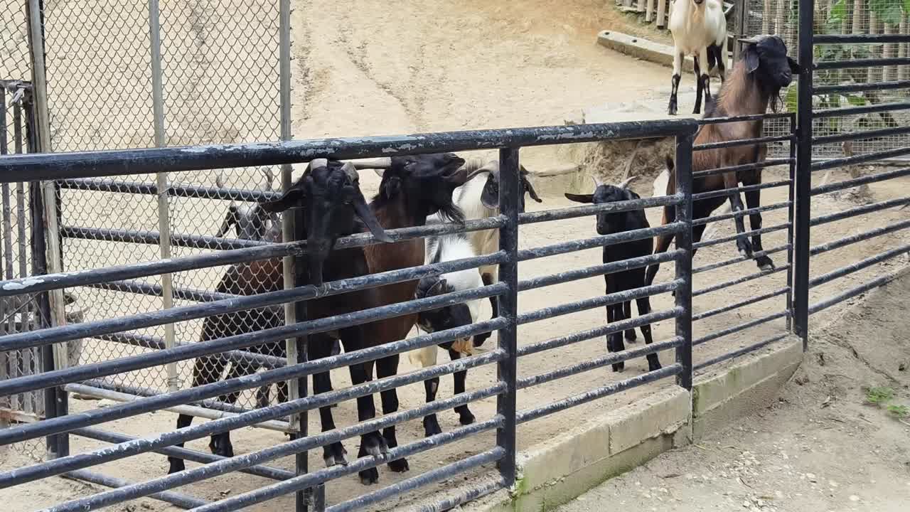 동물원에 있는 염소