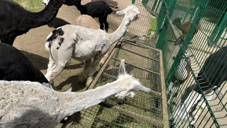 Freshly-trimmed-Alpacas-eating-grass-at-childrens-petting-zoo-on-sunny-day,-slow