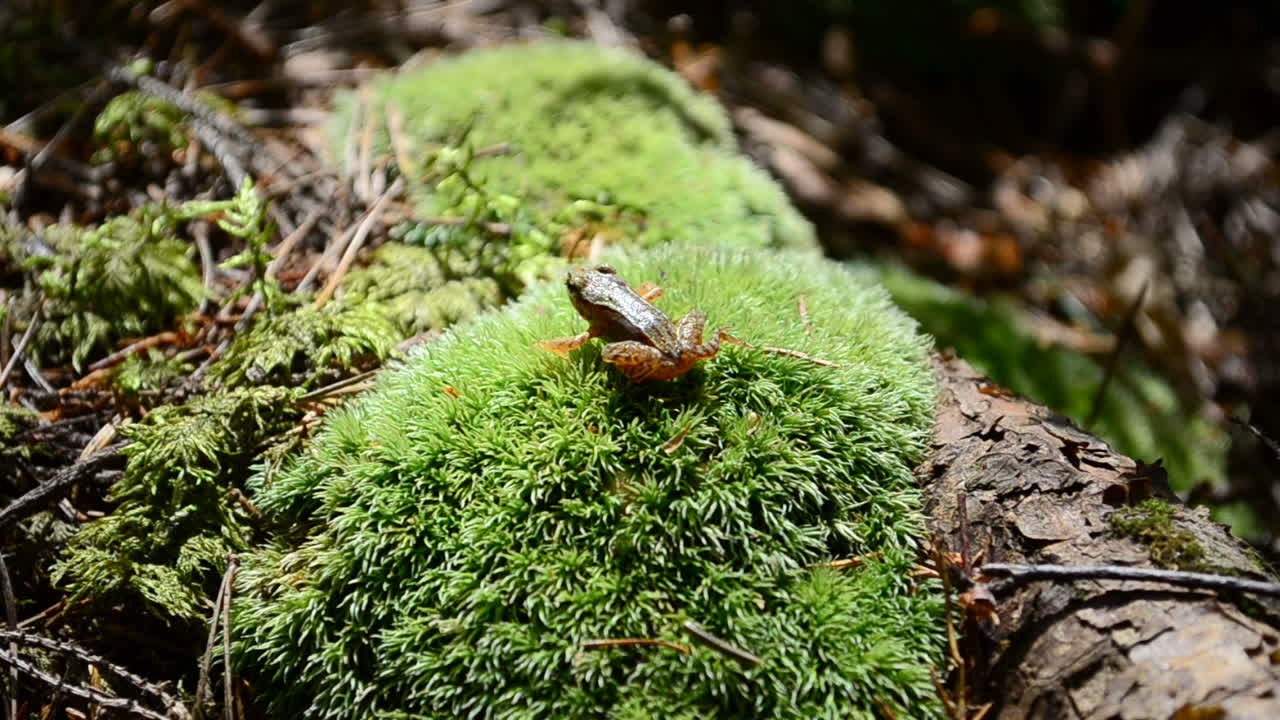 Rana su un muschio. Salto della rana, bosco