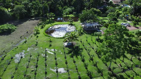 Amazing-dragon-fruit-farm-aerial-drone-view-with-a-man-made-pond-in-the-background