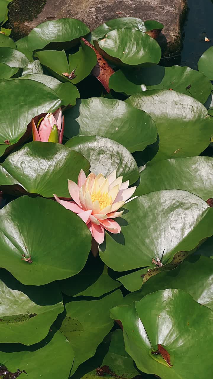 Flores de loto rosadas en un estanque