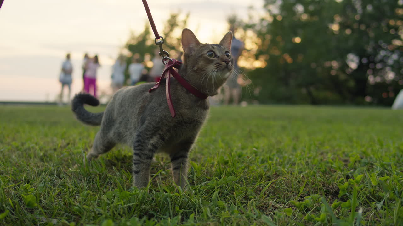 Small pretty cat walking in the park with young woman owner. Close-up of kitty on green grass. Nature