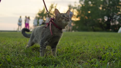 small pretty cat walking in the park with young woman owner. close-up of kitty on green grass. nature