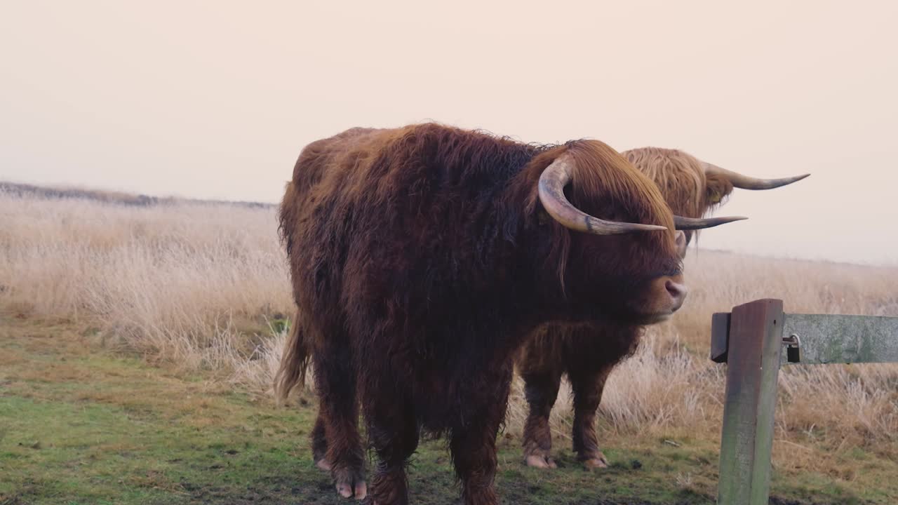 ganado de las tierras altas en un campo