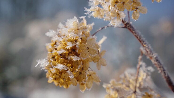 Fiori di ortensia appassiti e coperti di brina che ondeggiano dolcemente nella brezza invernale in una giornata fredda e tranquilla. Fiore essiccato a petali grandi