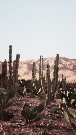 cactus in the desert