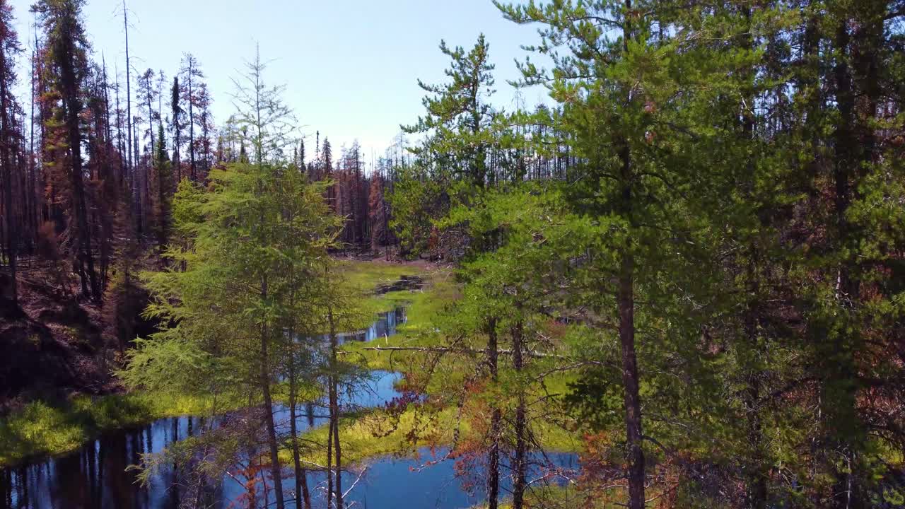 화재 후 파괴 된 숲을 통해 비행, 습지를 따라 불타는 나무