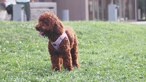 brown poodle dog standing in green grass