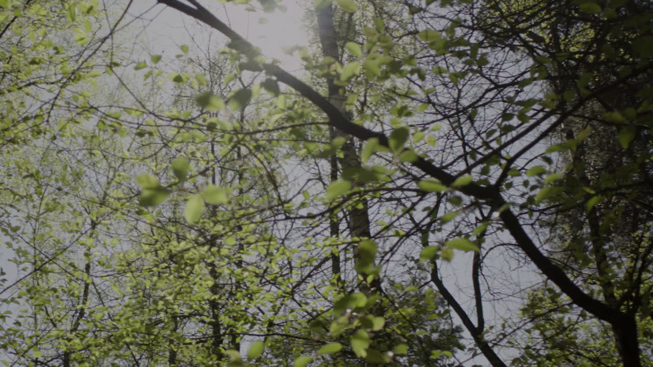 나뭇가지 사이로 햇살이 비치는 이른 봄 숲의 잔잔한 풍경