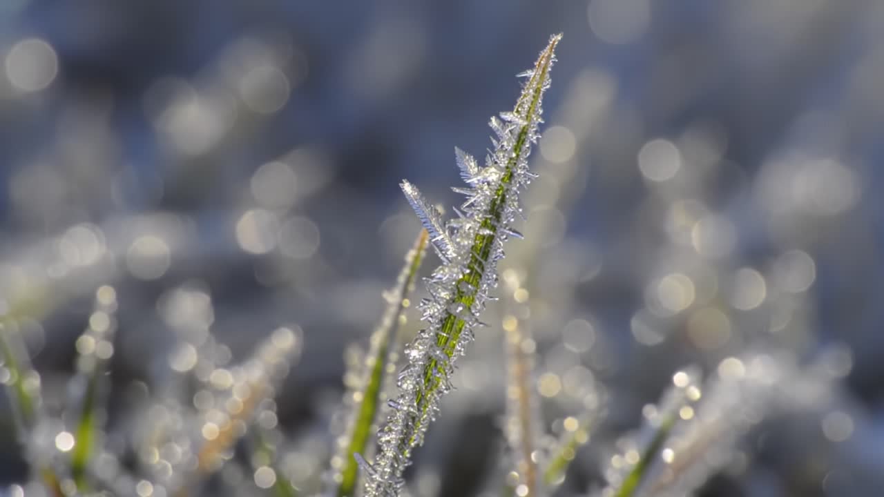 A Close-Up View of Icy Grass Blades Sparkling with Frost in the Early Morning Light, Showcasing the Beauty of Nature's Winter Landscape