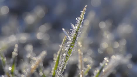 a close-up view of icy grass blades sparkling with frost in the early morning light, showcasing the beauty of nature's winter landscape