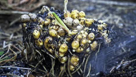 Primer-Plano-De-Jengibre-Y-Un-Montículo-De-Tierra-Siendo-Lavado-Con-Una-Manguera-De-Agua-Impresionantes-Imágenes-De-La-Cosecha-De-Jengibre-En-La-Jardinería-Doméstica