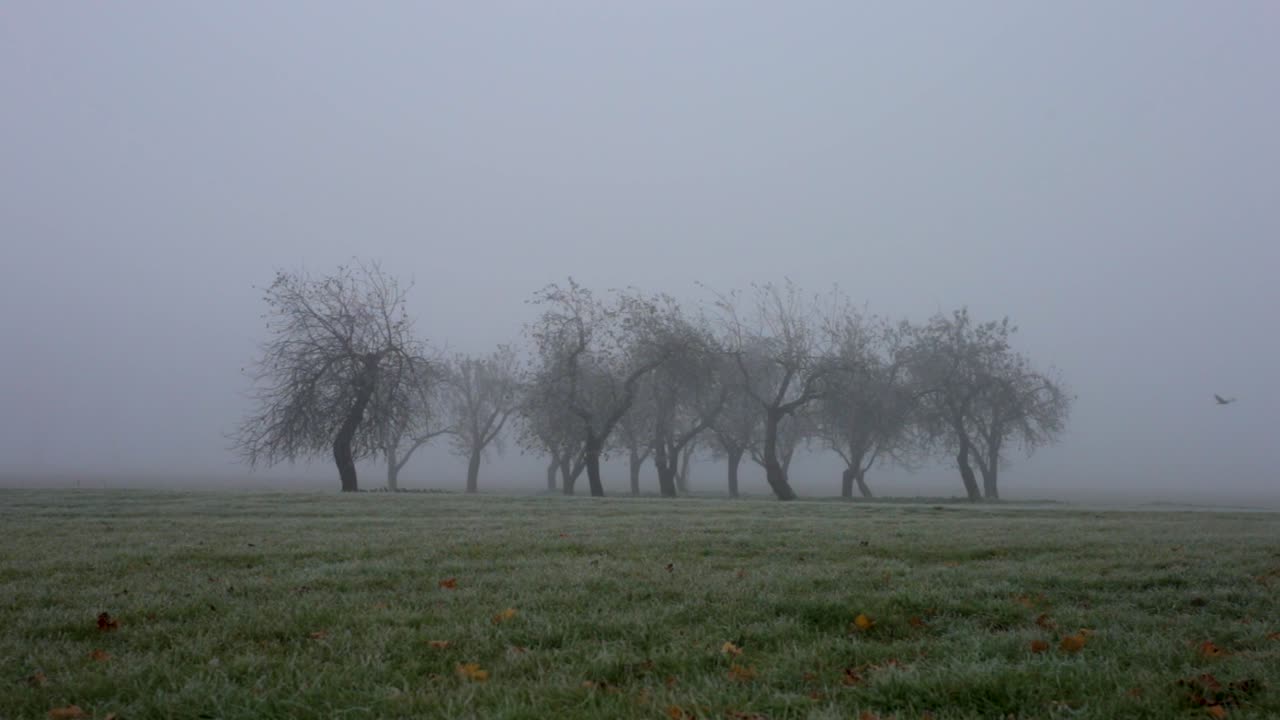 Legnica, Poland - Bunch of trees growing in a valley of grassland in a cloudy morning, lovely  - wide shot
