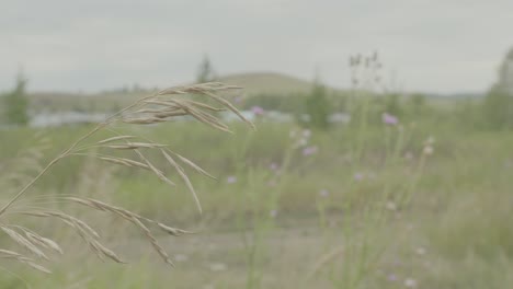hierba seca en un campo