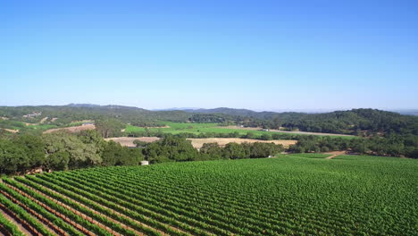 an aerial over vast rows of vineyards in northern california's sonoma county