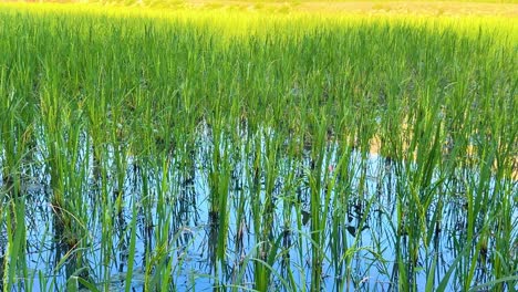 vibrant green rice fields under clear skies