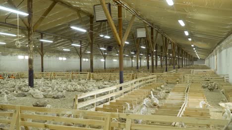 ducks growing at poultry farm for sale them as a meat