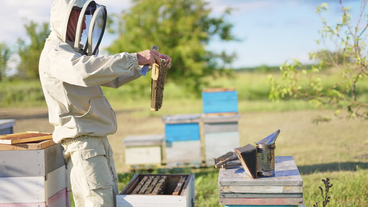 Man in special protective outfit working on his bee farm. Beekeeper pulls a full frame out of hive rising it to the level of his eyes. Blurred backdrop.
