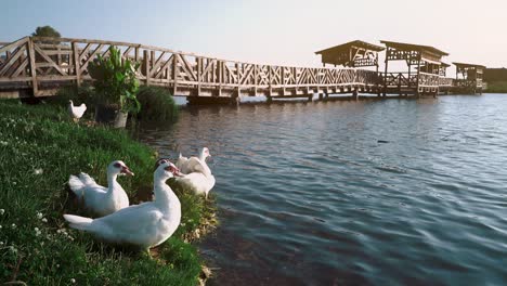 birds sit on the shore of the lake during sunset close-up