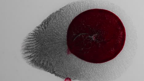 el rojo sangre se alimenta de plata brillante y crece: un videoclip abstracto completamente natural