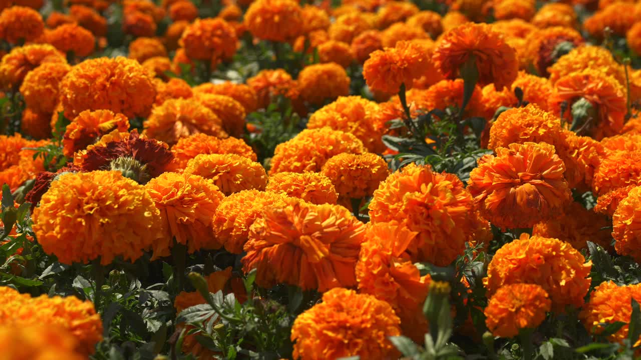 Vibrant cempasúchil marigold flowers filling the frame during Día de Muertos celebration