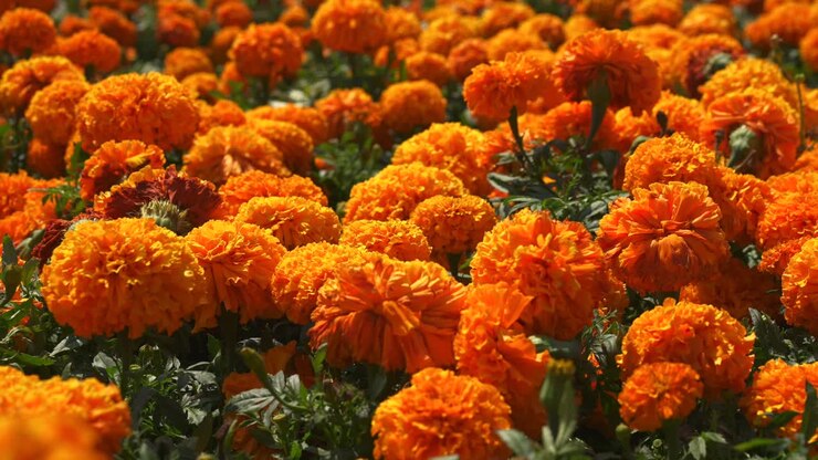 Fiori di tagete cempasúchil dai colori vivaci che riempiono l'inquadratura durante la celebrazione del Día de Muertos