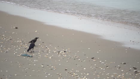 dos cuervos están buscando comida en basura de plástico azul
