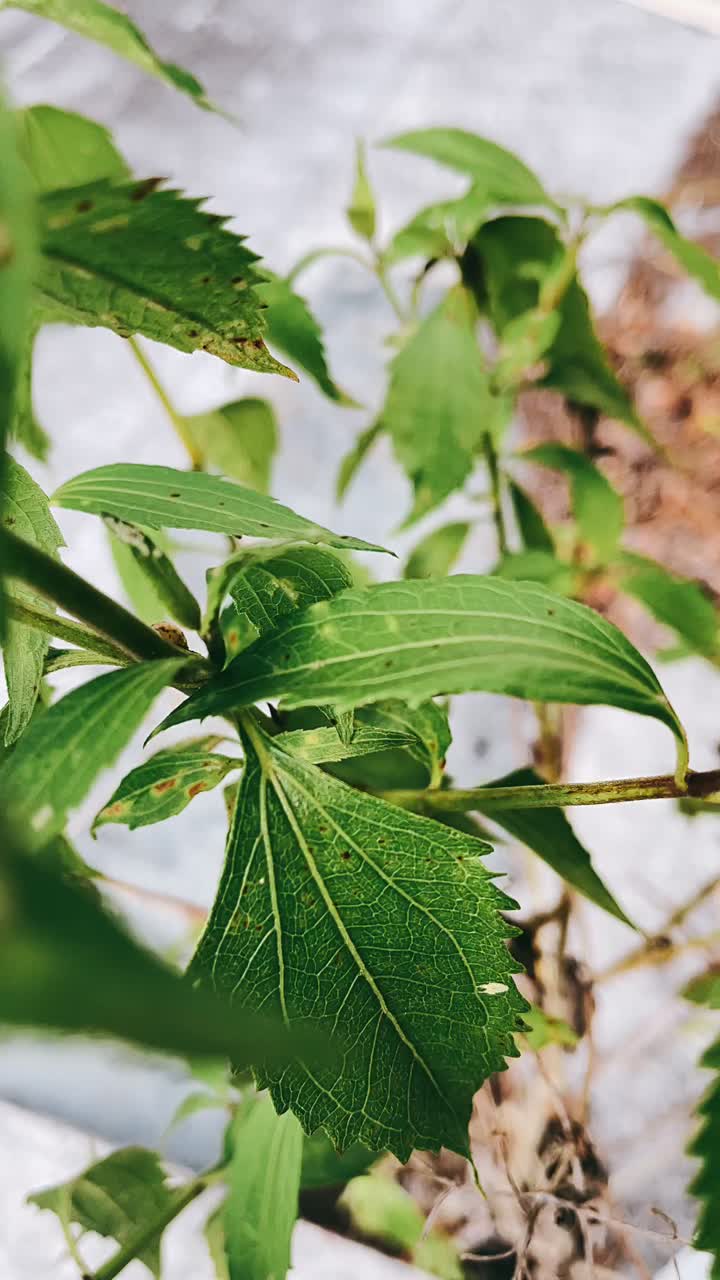 Close-up of green leaves and stems