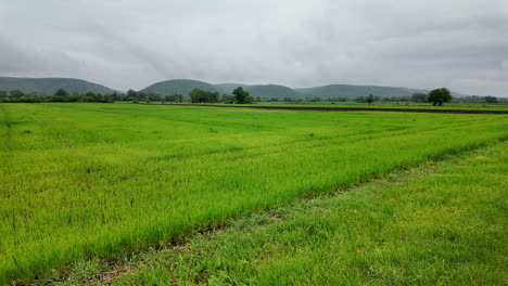 Tranquil-May-Countryside:-Green-Meadows-and-Rolling-Hills