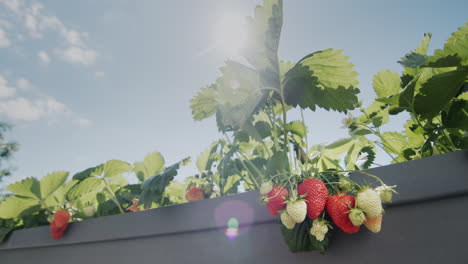 several juicy strawberries ripen in the sun. static shot