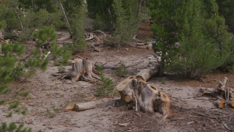 Two-mountain-bikers-ride-through-a-forest