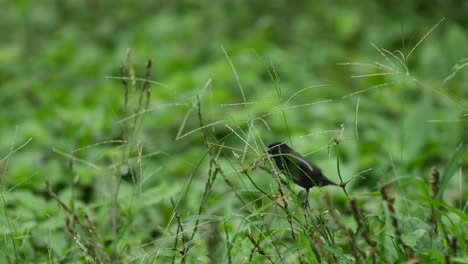 Graue-Darwinfinken-Fressen-Samen-In-Der-Natur-Der-Galapagos-Insel-In-Zeitlupe