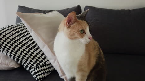 un gato de ojos verdes observando su entorno