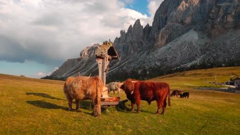 Jak---Vaca-Pastando-En-Los-Hermosos-Alpes-De-Italia-En-Medio-De-Las-Montañas-Filmada-En-4k