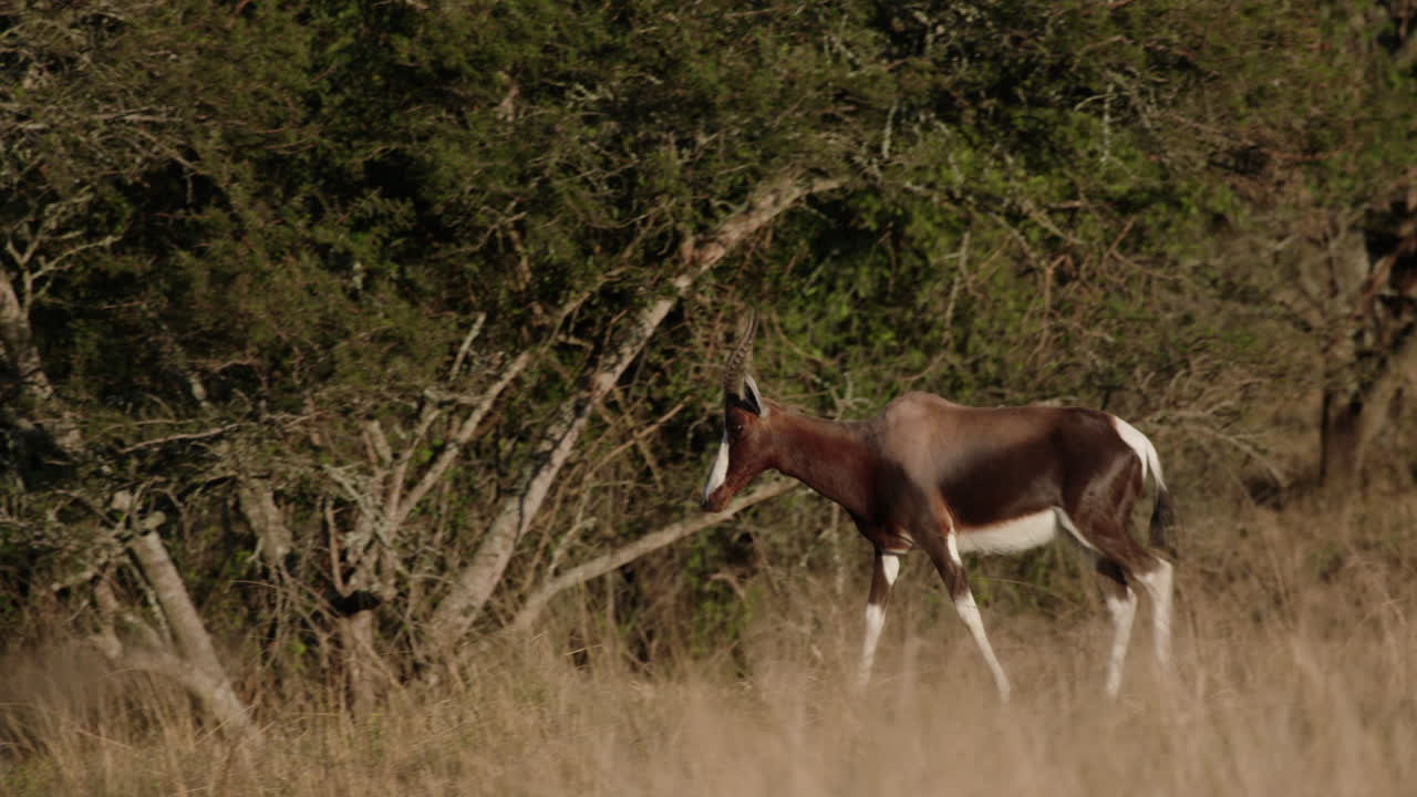 blesbok caminando por las secas praderas africanas rodeadas de árboles de acacia