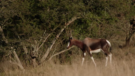 blesbok walking through the dry african grasslands surrounded by acacia trees