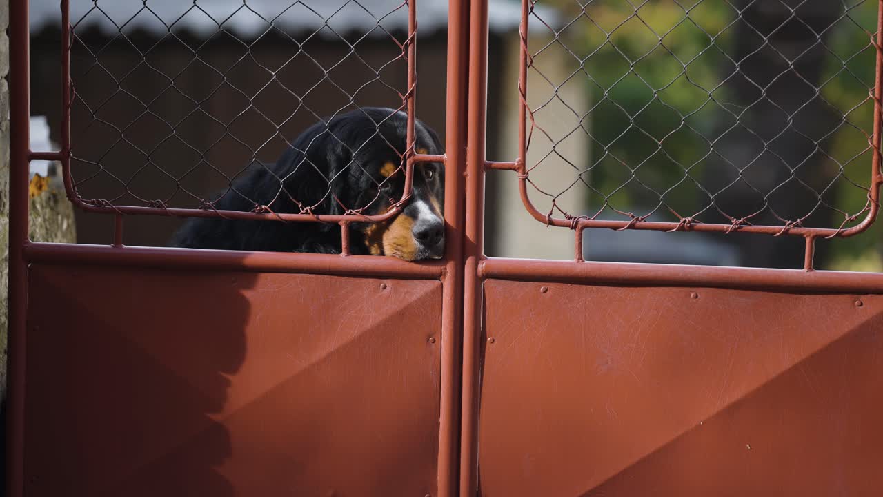 el triste perro de montaña bernese se sienta detrás de la puerta de metal