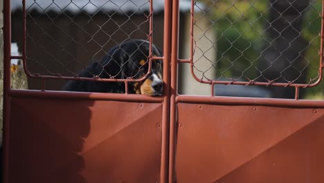 Der-Traurige-Berner-Sennenhund-Sitzt-Hinter-Dem-Metalltor